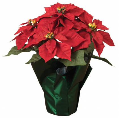 Poinsettia Pre-Order 2023